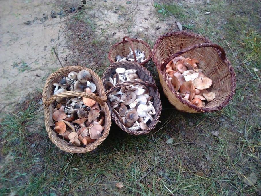 El Niuet De Cal Cacuet, La Teva Escapada Rural. Apartman Aviá Kültér fotó